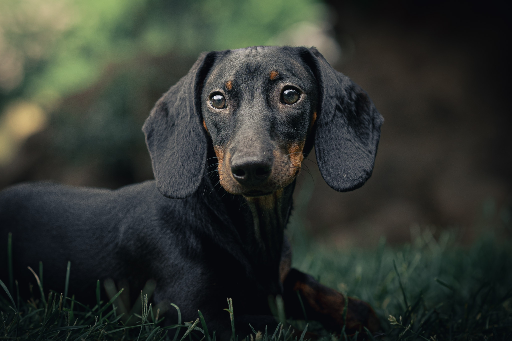 Retrato perrito en exterior