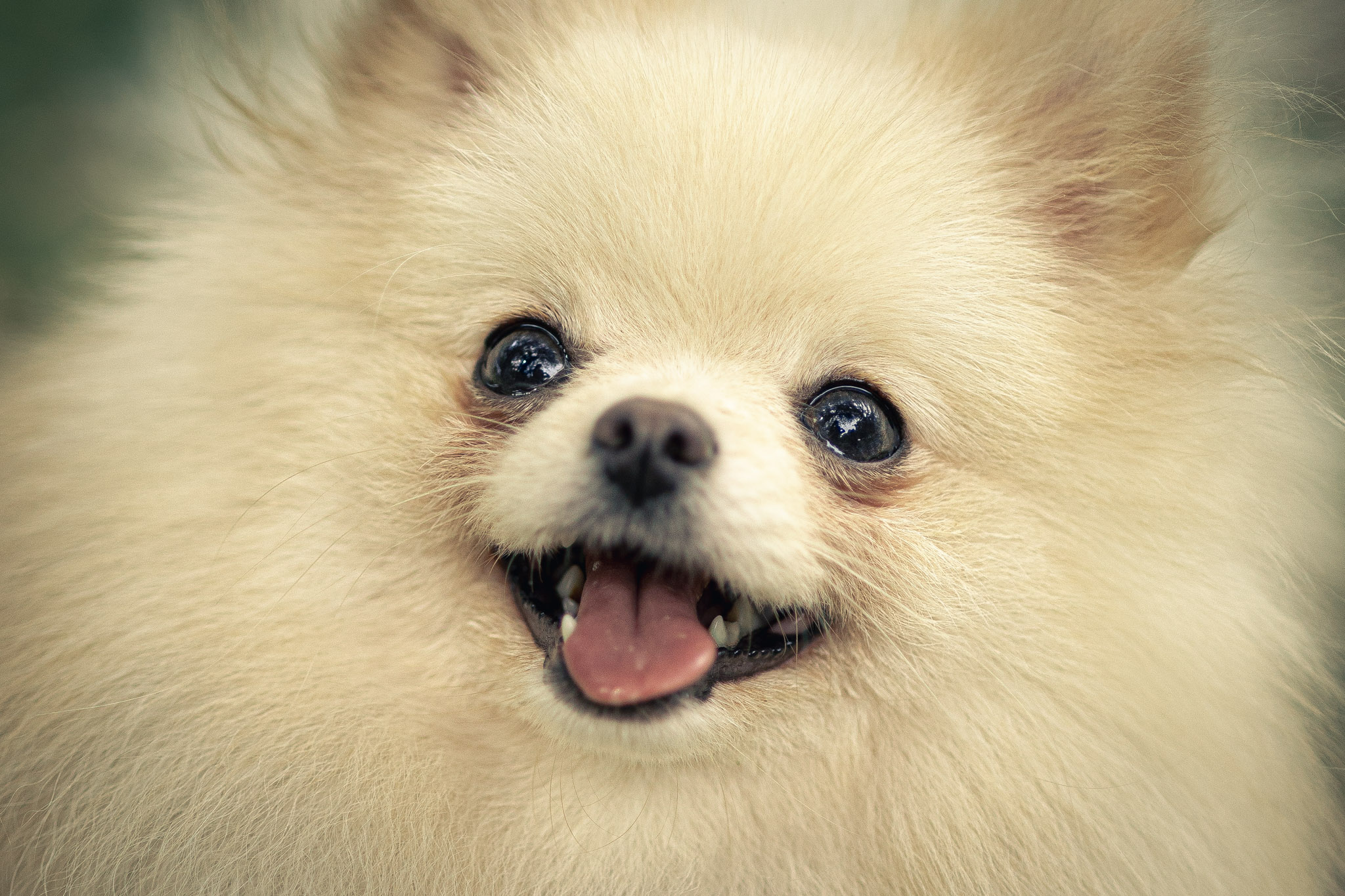 Retrato perrito en exterior