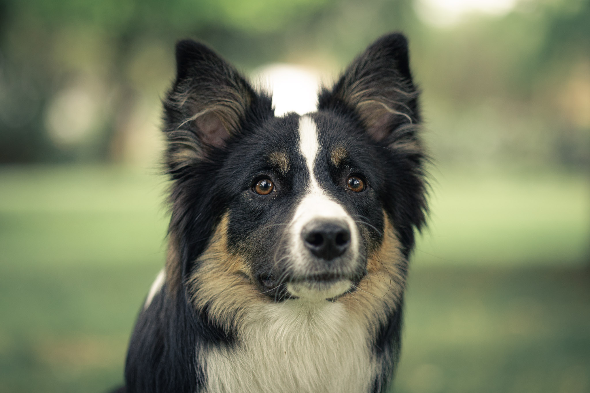 Retrato perrito en exterior