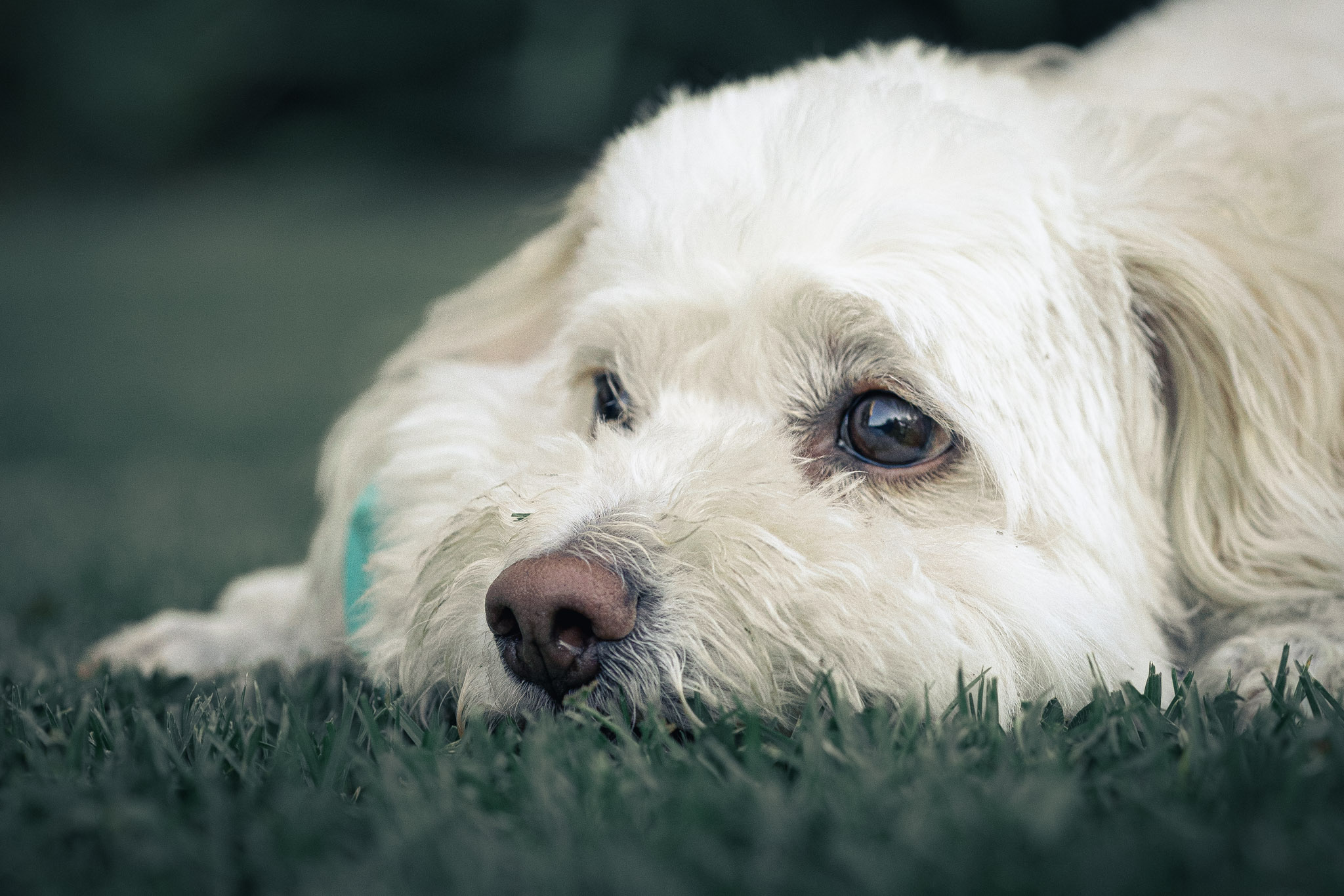Foto perrito jugando