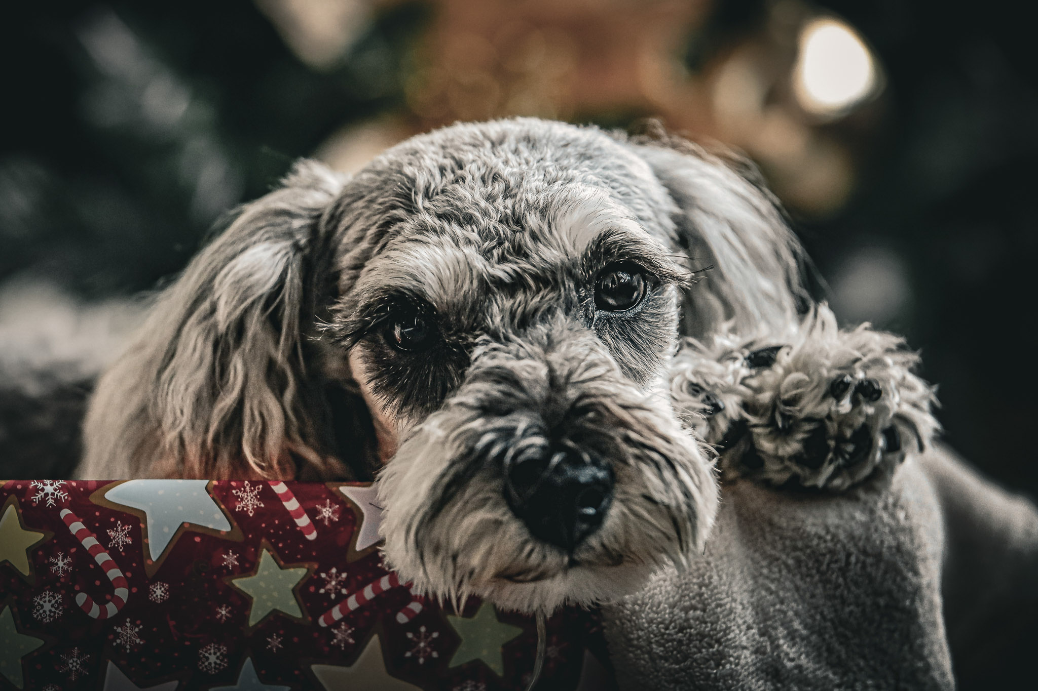 Retrato perrito en navidad