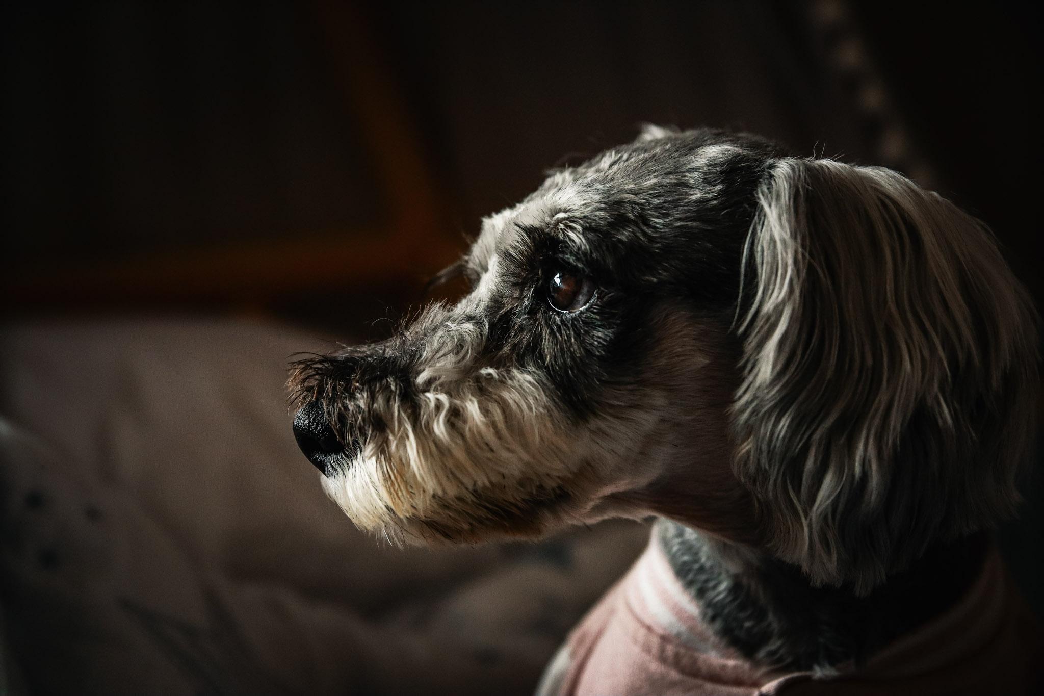 Retrato perrito en interior