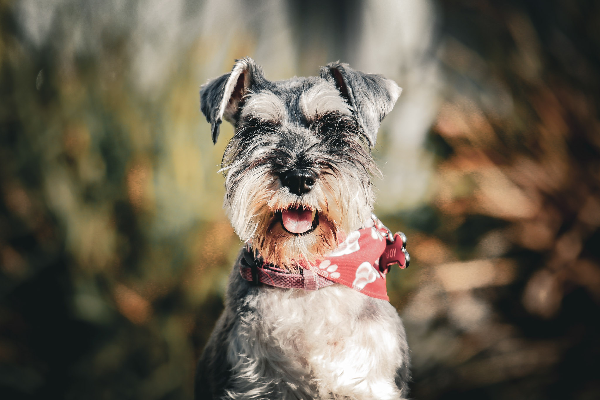 Retrato perrito en exterior